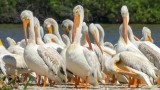 Pelicans Preening