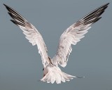 Elegant Tern