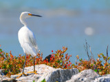 Snowy Egret