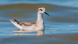 Red-necked Phalarope