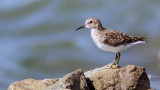 Least Sandpiper?