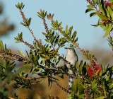 Mocking Bird sunning