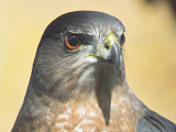 Coopers Hawk