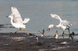 Snowy Egret with attitude