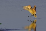 Marbled Godwit landing