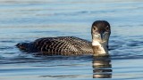 Common Loon