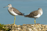 Two Yellow-legs