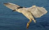 Black-crowned Night-Heron