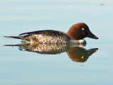 Common Goldeneye