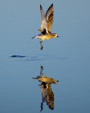 Black-bellied Plover