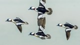 Buffleheads