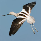 American Avocet