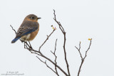 Eastern-Bluebird-Female_MG_1286.jpg
