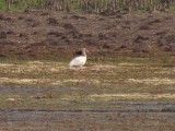 White Ibis 6-10-13 Wolf Lake - Bong SRA6.jpg