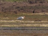 White Ibis 6-10-13 Wolf Lake - Bong SRA7.jpg
