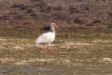 White Ibis 6-10-13 Wolf Lake - Bong SRA6 crop.jpg