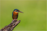 Common Kingfisher