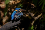 Northern Indigo-banded Kingfisher <i>(Alcedo cyanopectus)<i/>