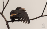 Hornbill, Luzon <i>(Penelopides manillae)<i/> (female)