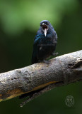 Drongo, Balicassiao (Dicrurus balicassius)