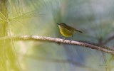 Warbler, Negros Leaf (Phylloscopus nigrorum)
