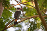 Hornbill, Luzon <i>(Penelopides manillae)<i/>