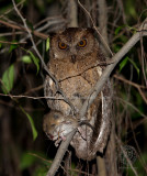 Owl, Philippine-Scops <i>(Otus megalotis)<i/>