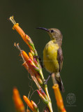 Olive-Backed Sunbird (female) <i>(Nectarinia jugalaris)<i/)