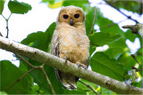 Spotted Wood-Owl (imm) <i>(Strix seloputo)<i/>