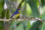 Palawan Flowerpecker (male) <i>(Prionochilus plateni)<i/>