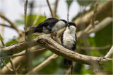 Philippine Falconet <i>(Microhierax erythrogenys)<i/>