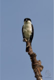 Philippine Falconet <i>(Microhierax erythrogenys)<i/>
