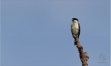 Philippine Falconet <i>(Microhierax erythrogenys)<i/>