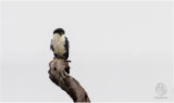 Philippine Falconet <i>(Microhierax erythrogenys)<i/>