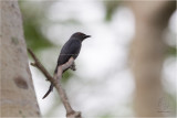 Ashy-Drongo <i>( Dicrurus leucophaeus)<i/>