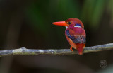 Kingfisher, Northern Philippine Dwarf <i>( Ceyx melanurus)<i/>