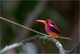 Kingfisher, Northern Philippine Dwarf <i>( Ceyx melanurus)<i/>