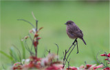 Pied Bushchat <i>(Saxicola caprata)<i/>