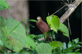 Rufus Coucal <i>(Centropus unirufus)<i/>