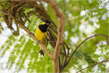 Elegant Tit <i>(Parus Elegans)<i> (male)