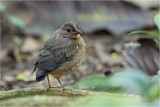 Red-bellied Pitta (imm)
