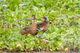 Wandering Whistling Duck <i>(Dendrocygna arcuata)<i/>