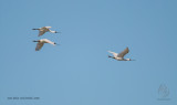 Black-faced Spoonbill  (Platalea minor)