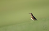 Paddyfield Pipit <i>( Anthus novaeseelandiae)<i/>