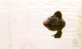 Little Grebe (Tachybaptus ruficollis)