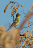 Yellow Bunting <I> (Emberiza sulphurata) <I/>