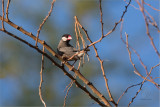 Java Sparrow <i> (Padda oryzivora) <i/>