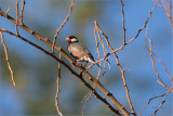 Java Sparrow <i> (Padda oryzivora) <i/>