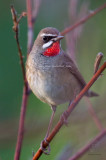 Siberian Rubythroat <i> (Lusciia calliope) <i/>