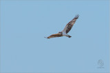 Osprey <i>(Pandion haliaetus)<i/>